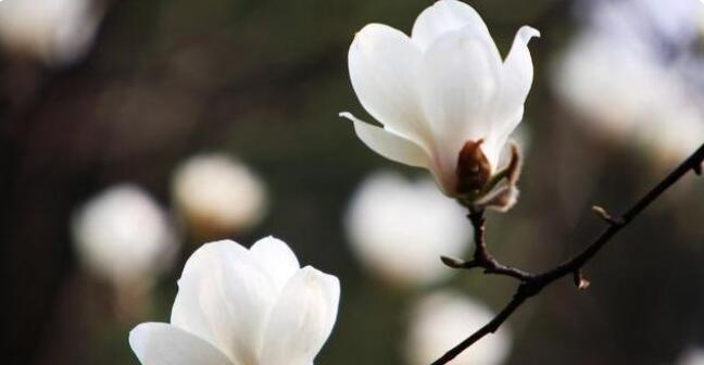 1652149447617396.jpg 艾木傳媒花卉攝影技巧